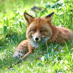 Junger Fuchs auf der Wiese