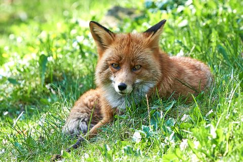 Junger Fuchs auf der Wiese