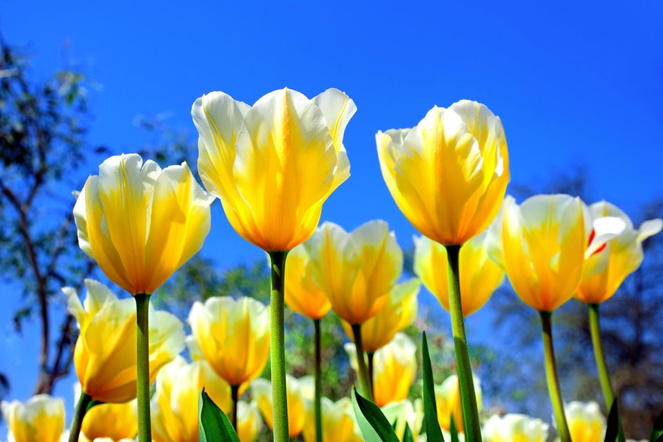 Frühling, Tulpen, Blumen, Wiese, Blumenwiese, gelbe Tulpen, Blüten