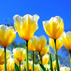 Frühling, Tulpen, Blumen, Wiese, Blumenwiese, gelbe Tulpen, Blüten