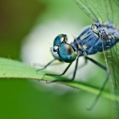 Puzzle: Libelle