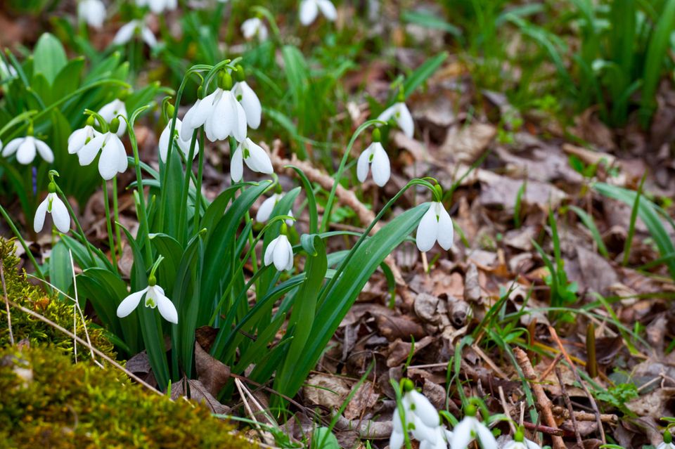 Frühling, Schneeglocken, Schneeglöckchen, Blumen, Wiese