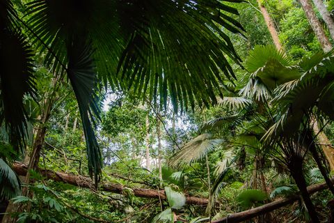 Tropischer Regenwald, Dschungel, Regenwald, Tropen