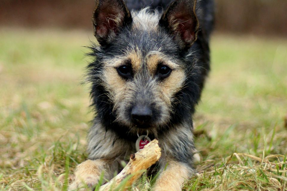 Hund, Redewendung, bunter Hund, Terrier, Terriermix