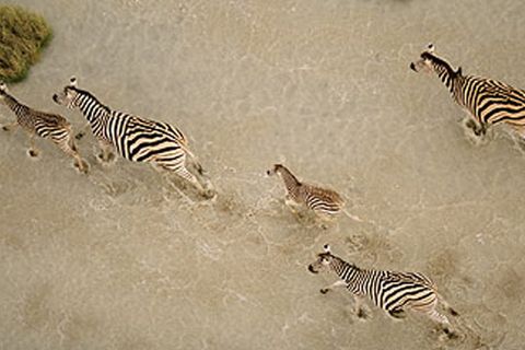 Afrika, Zebras, Herde, Savanne