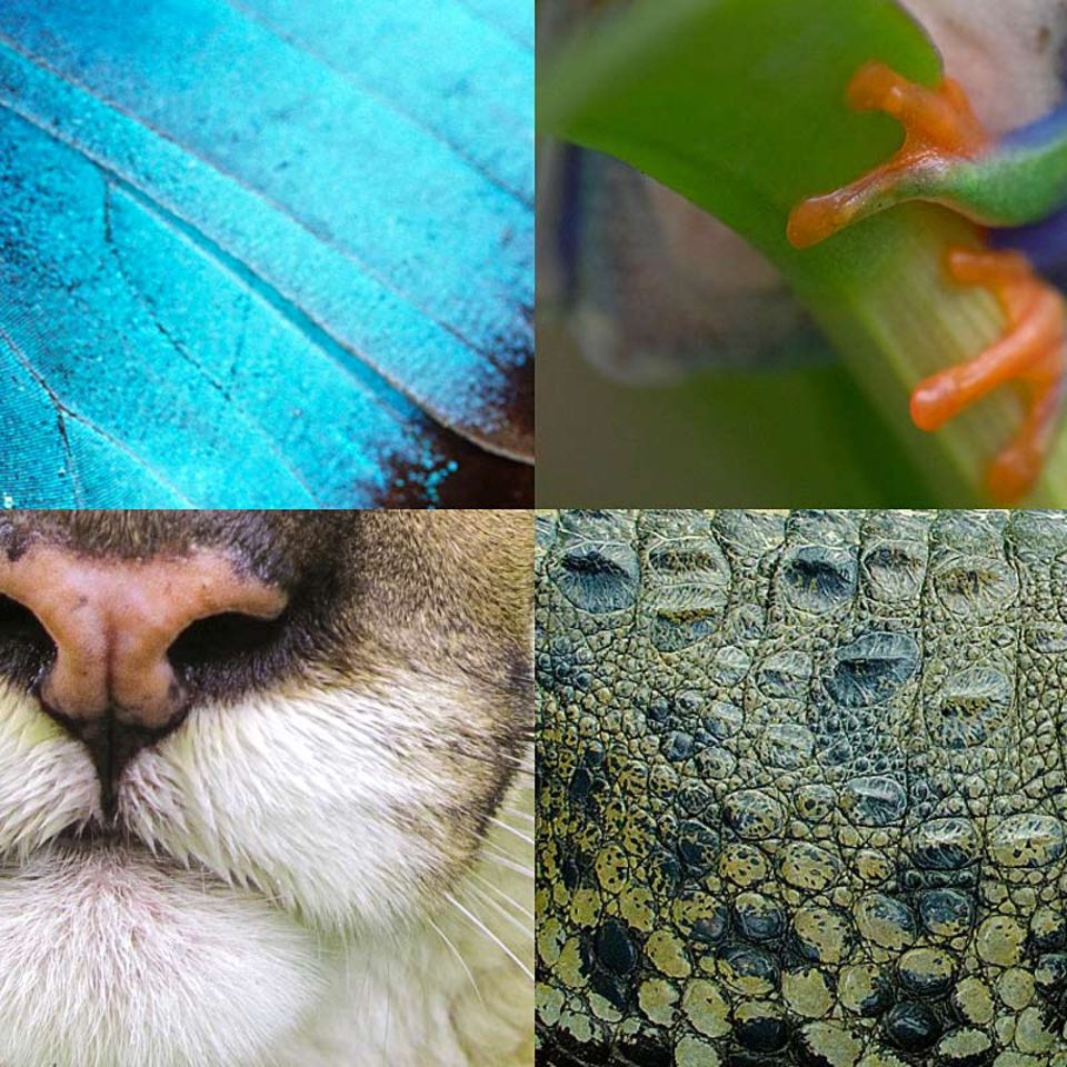 Tierische Wetterpropheten: Das verraten Tiere über das Wetter von morgen