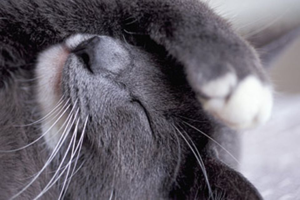 Katze