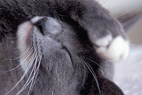 Katze