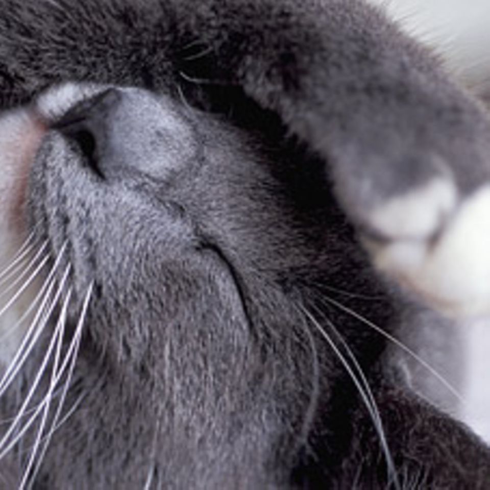 Katze