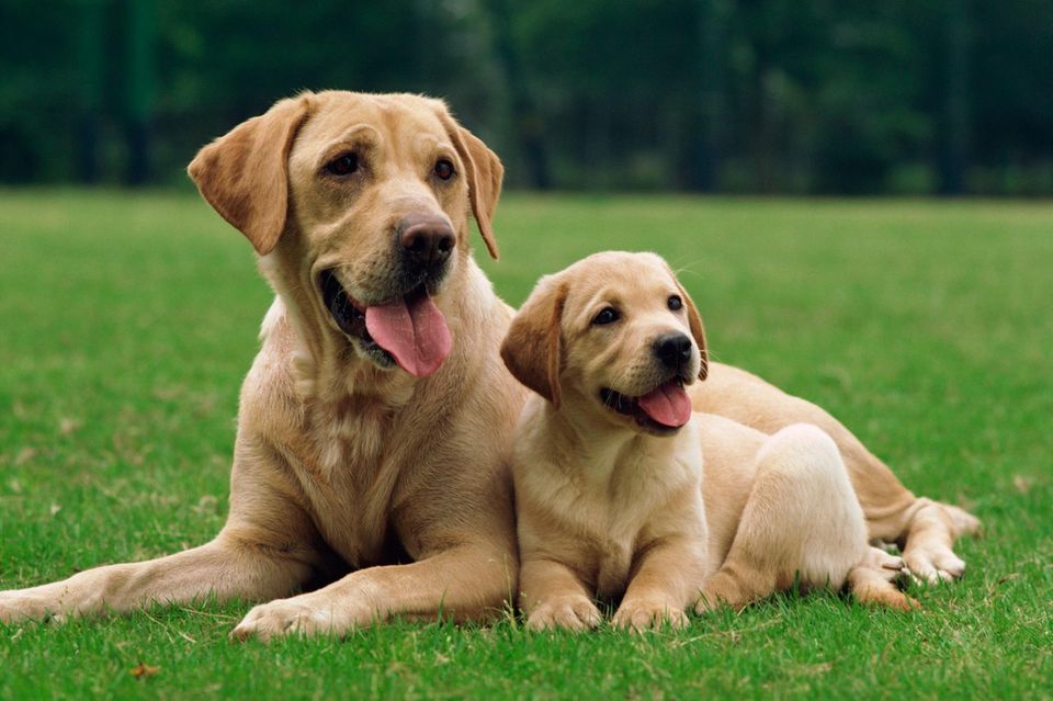Hunde Goldenretriver