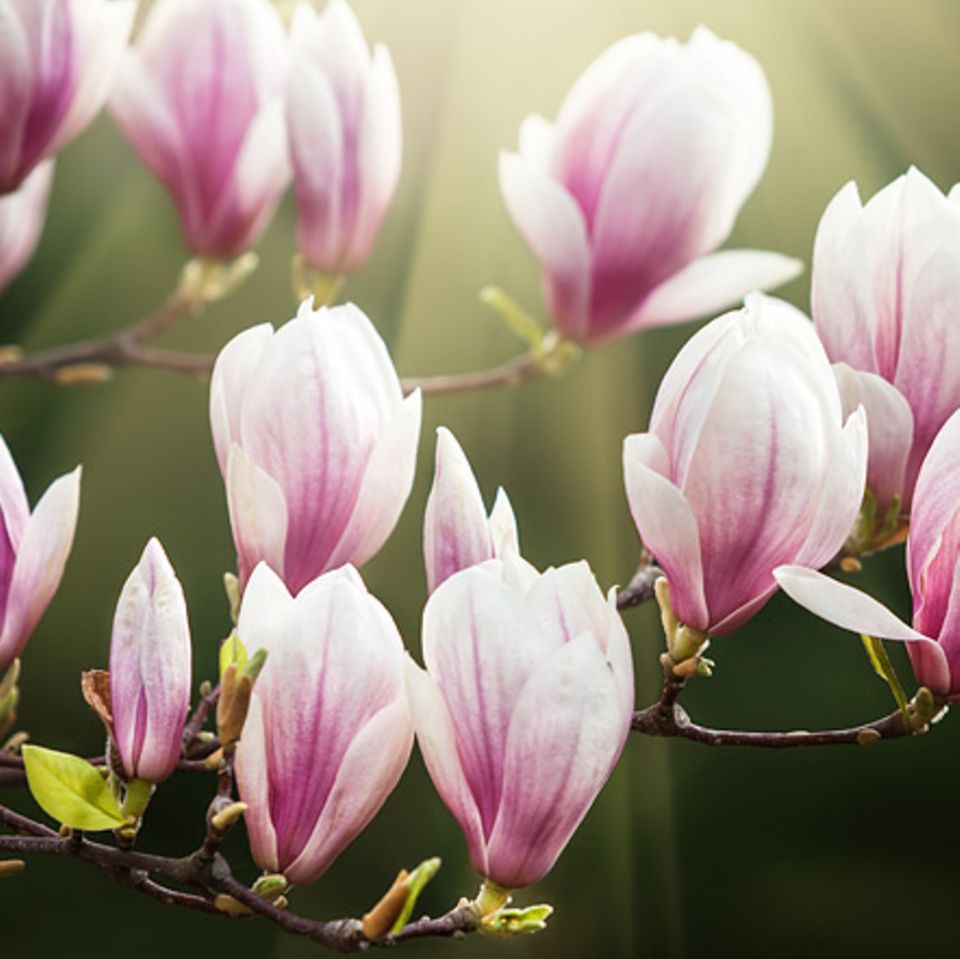 Magnolie Bilderrätsel Bäume