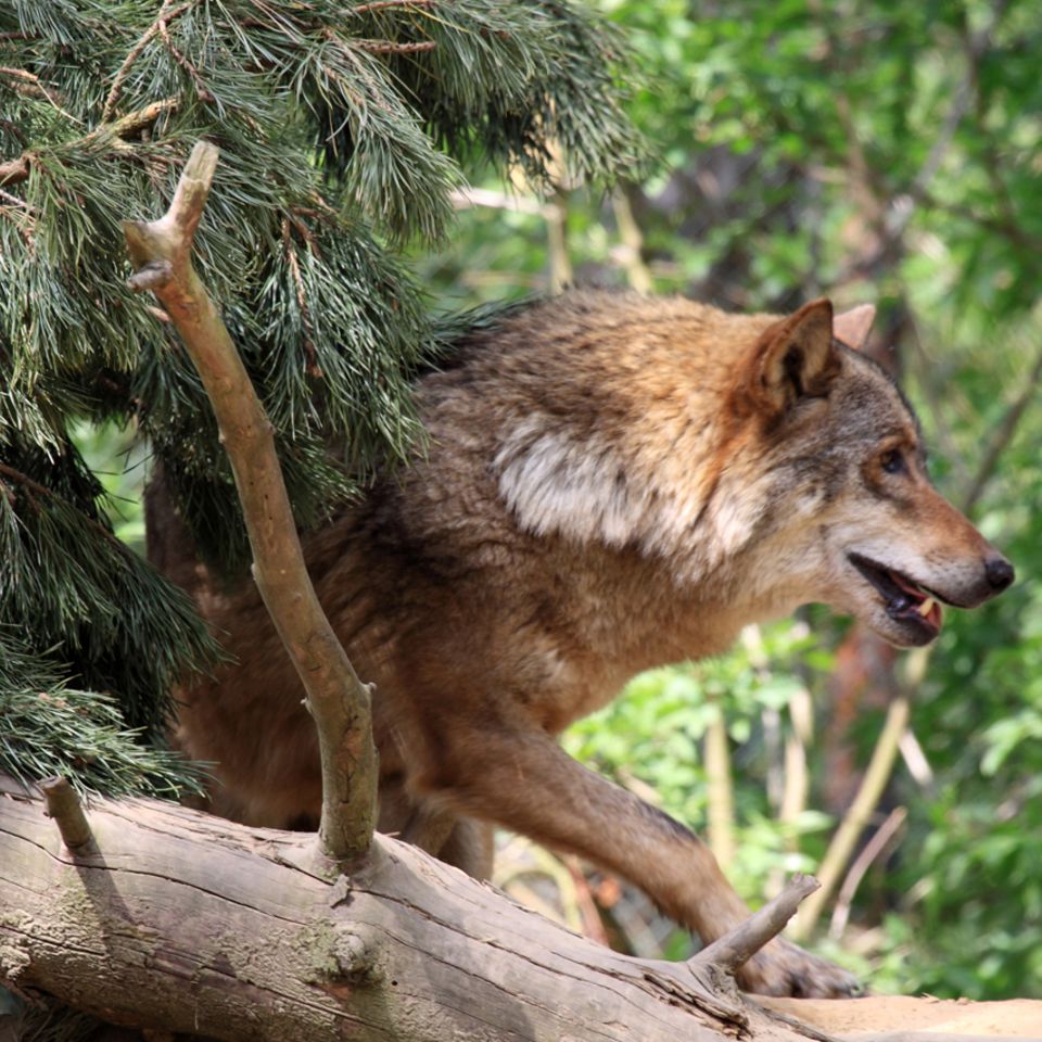 Natur und Umwelt