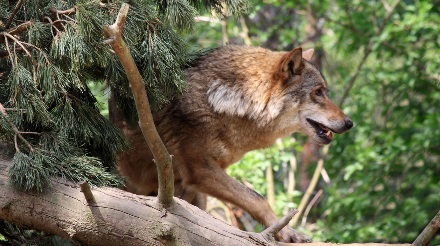 NATUR UND TIERE visual data 7