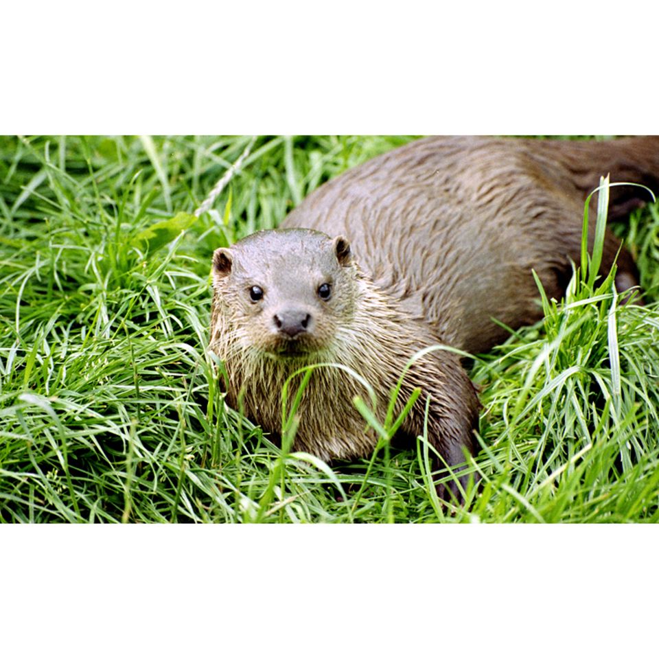 Tiere: Otter: Die Schlingel mit dem weichen Fell