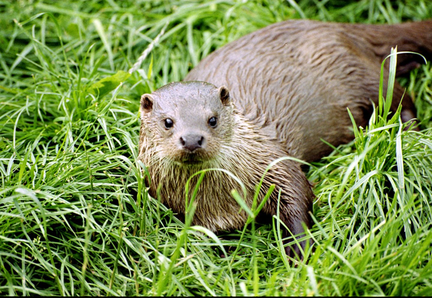 Tiere: Ein Otter im Gras