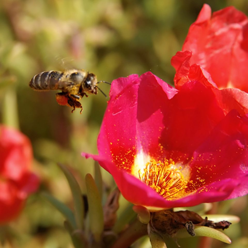 Pollen: Wie Pflanzen mit Düften locken
