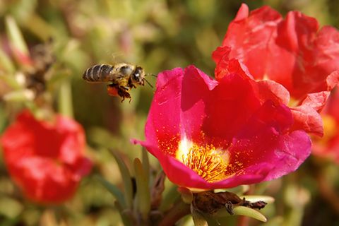 Pollen: Wie Pflanzen mit Düften locken