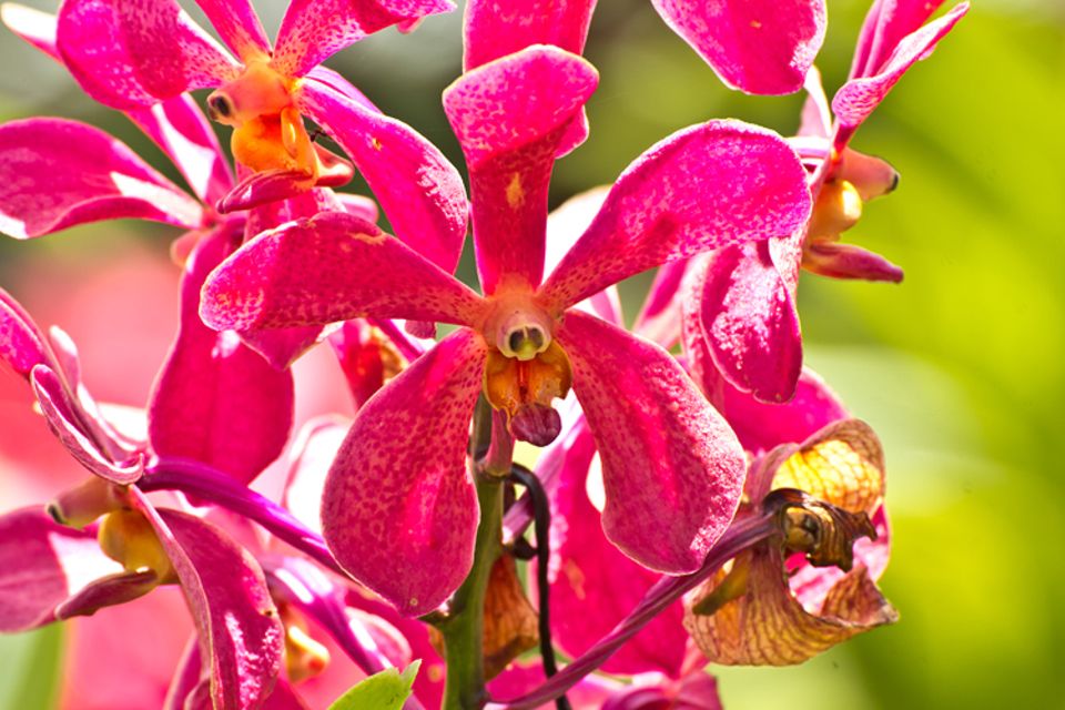 Botanik: Orchideenart können einen Geruch aussenden, der dem von Insektenweibchen stark ähnelt