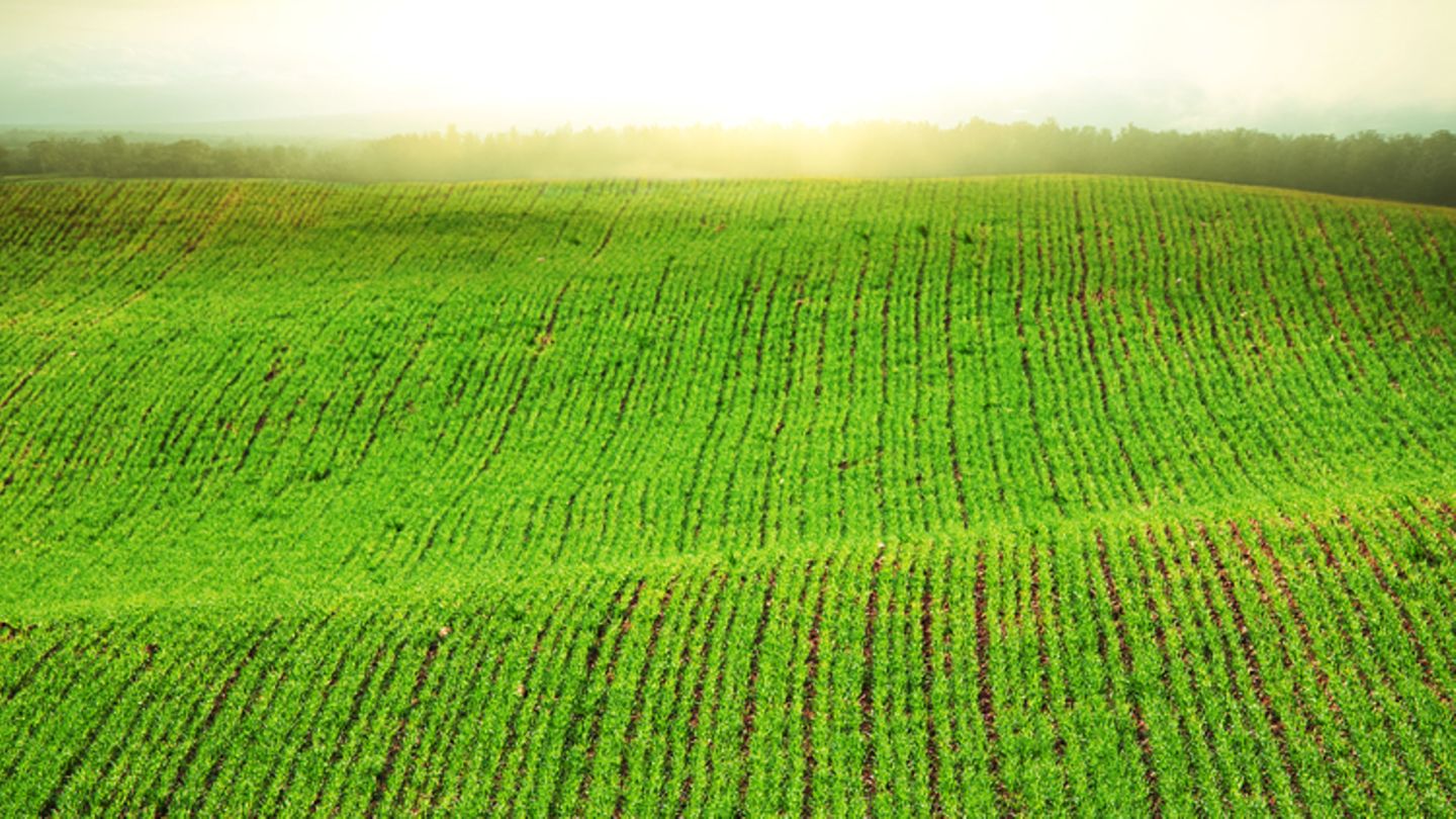 Alles im grünen Bereich Redewendung [GEOLINO]