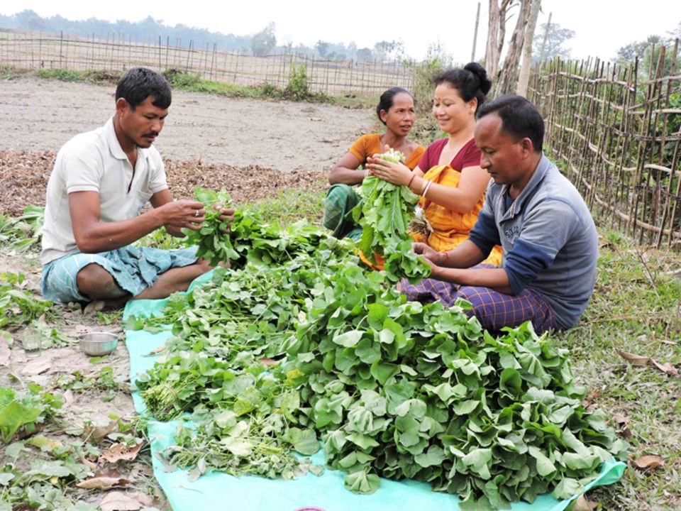 Ökologische Landwirtschaft in Katajhar bei Shekhar Ökologische Landwirtschaft in Katajhar bei Shekhar