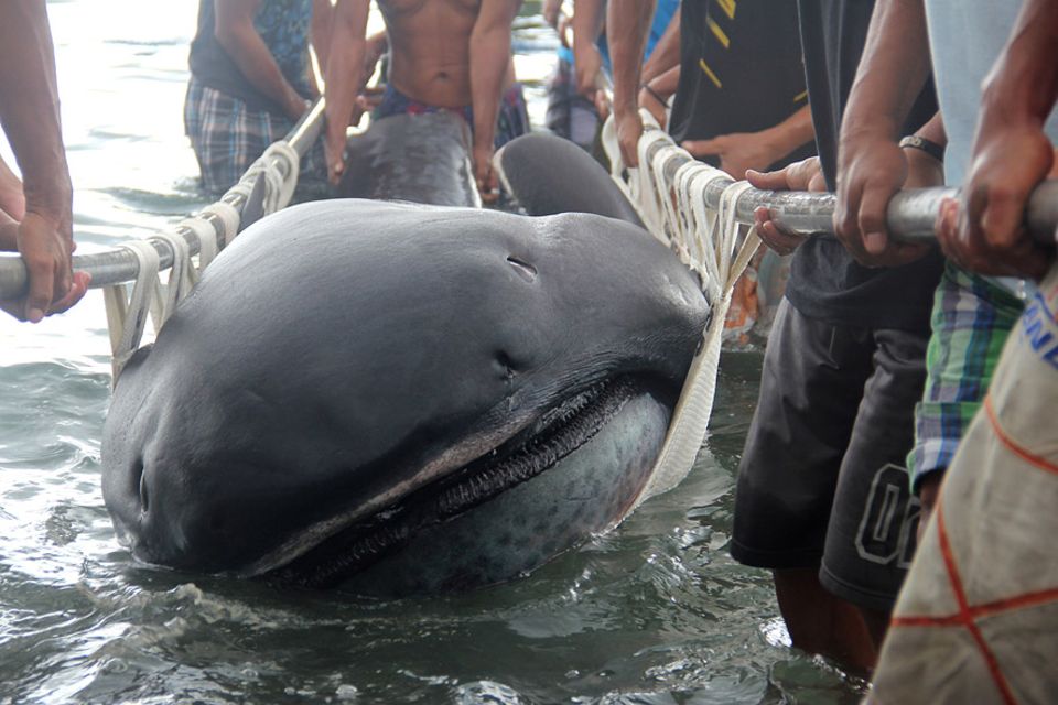 Philippinen: Der Riesenmaulhai wurde bereits tot an der Küste der Stadt Pio Duran gefunden