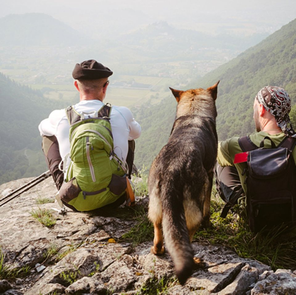 Haustiere: Zelten mit Hund