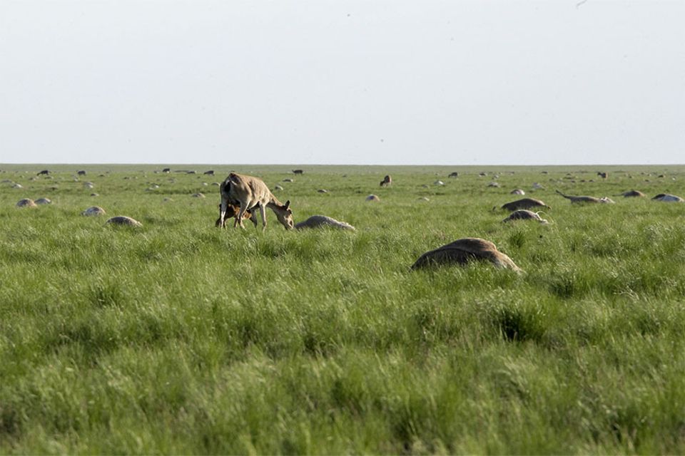 Ökologie: Naturschützern und Wildhütern bot sich im Mai 2015 in der kasachischen Steppe ein Bild des Grauens: Tausende tote und sterbende Saiga-Antilopen