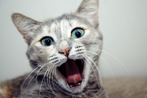 Haustiere: Selfie-Katzen