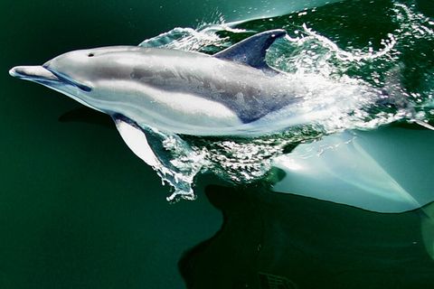 Ostsee: Delfine in der Flensburger Förde gefilmt
