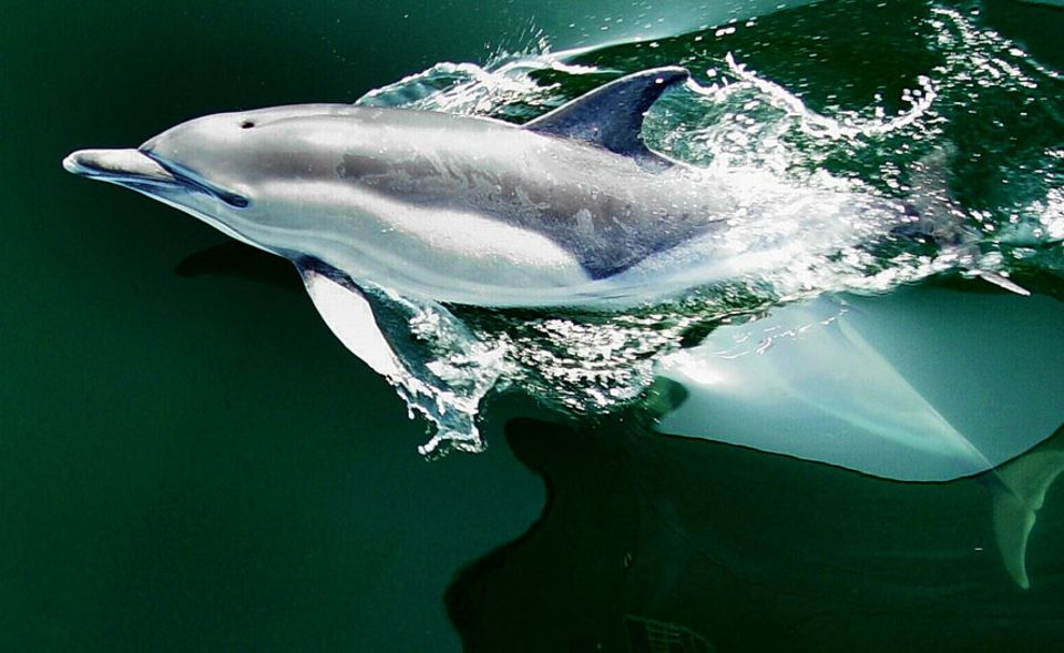 Ostsee: Schon 2007 wurden in der Ostsee zwischen Darßer Ort und Hiddensee zwei Delfine gesichtet