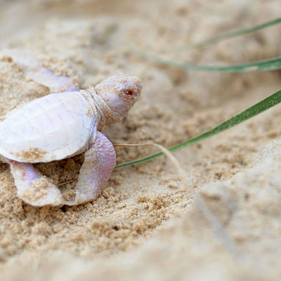 Australien: Extrem seltener Meeresschildkröten-Albino entdeckt
