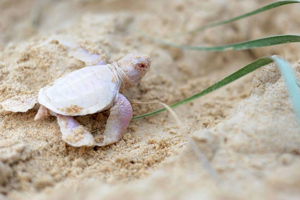 Australien: Extrem seltener Meeresschildkröten-Albino entdeckt