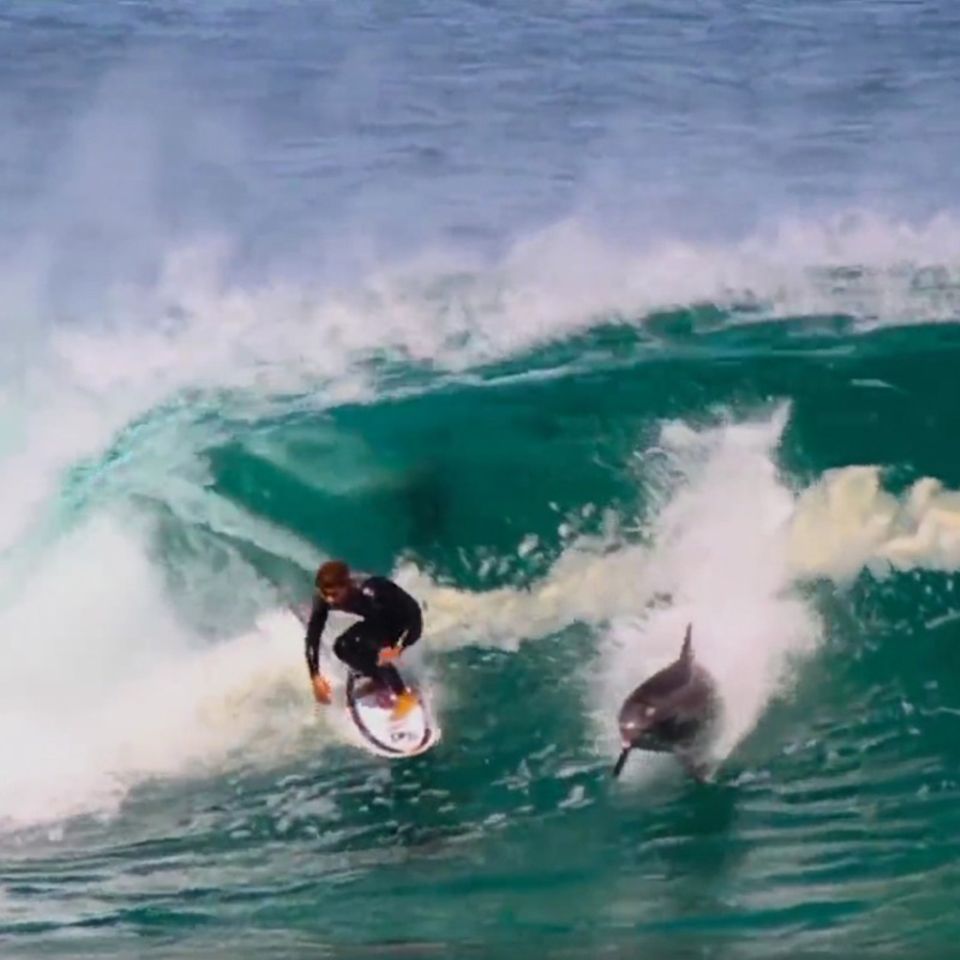 Australien: Delfin stiehlt Surfer die Welle - und die Show