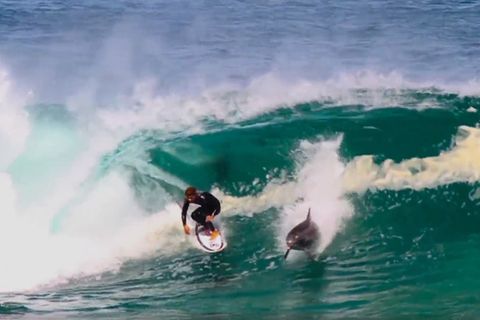 Australien: Delfin stiehlt Surfer die Welle - und die Show