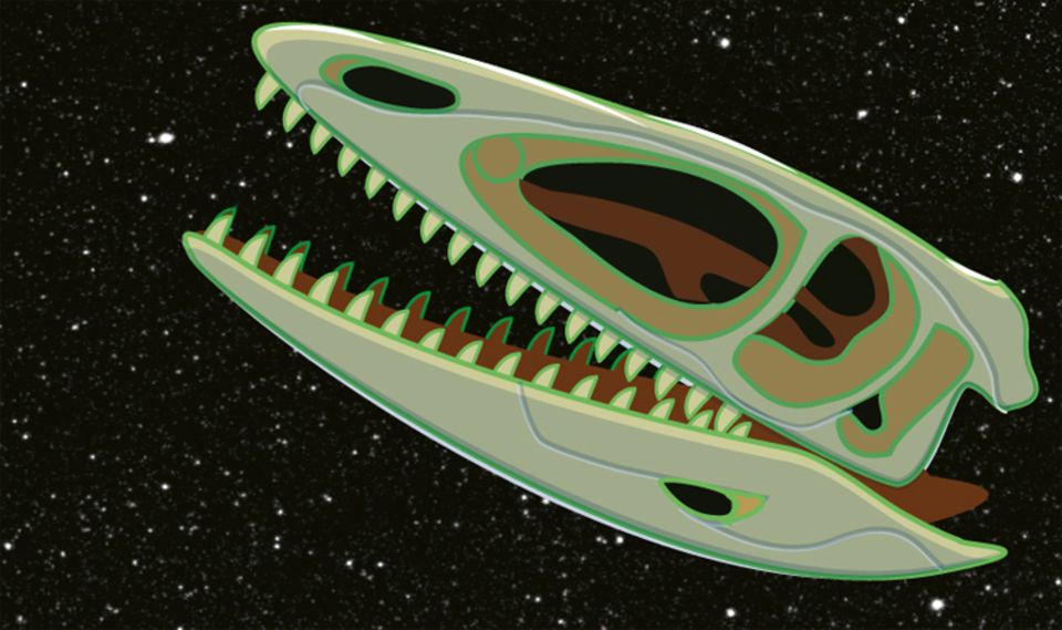 Weltall: 1998 transportierte das Spaceshuttle "Endeavour" einen Coelophysis-Schädel ins Universum