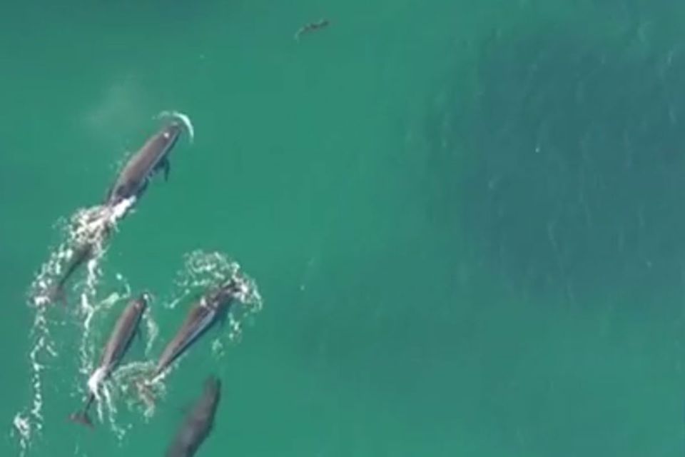 Sydney: Kleine Schwertwale jagen jungen Hai