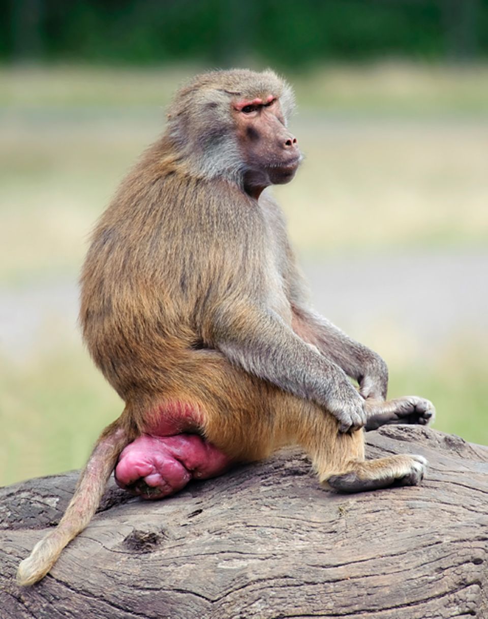Affe steckt sich finger in den arsch