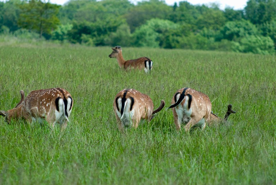 Tiere: Rehe