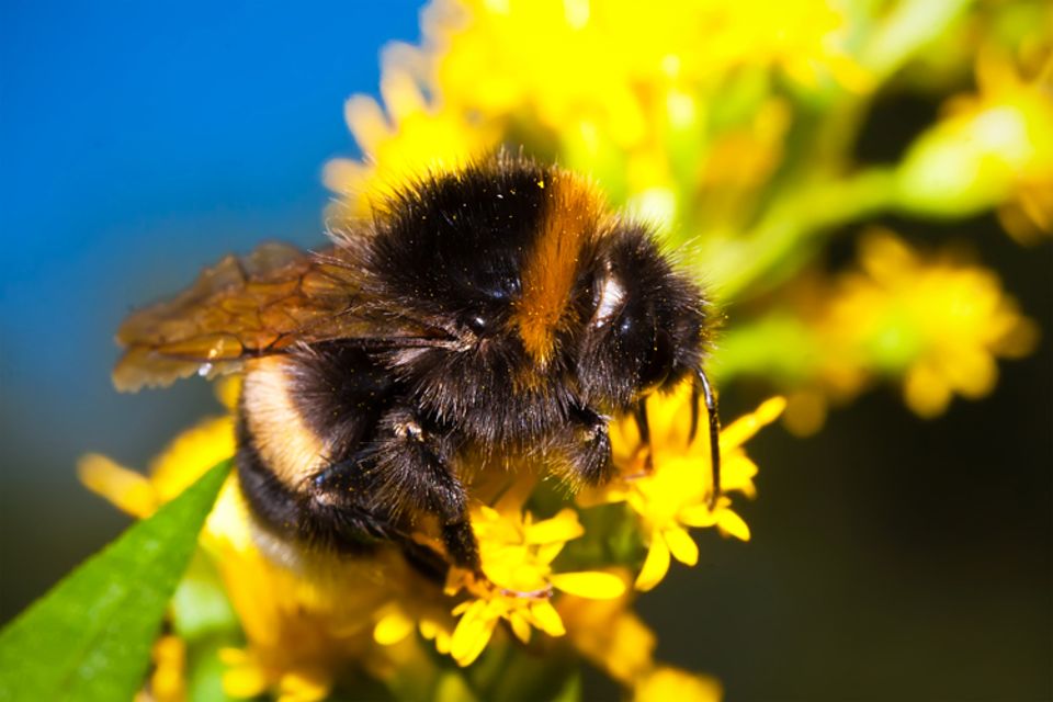 Tiere: Hummel