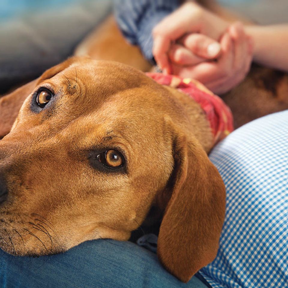 Hunde: Das weiß Ihr Hund über Ihre Stimmung