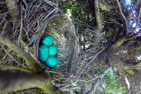 Video: Dieser Zeitraffer eines Vogelnestes endet anders als erhofft