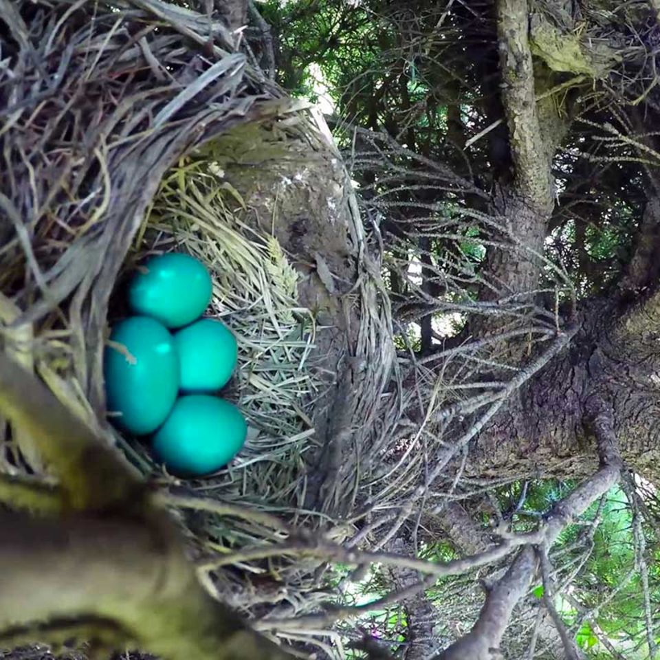 Video: Dieser Zeitraffer eines Vogelnestes endet anders als erhofft