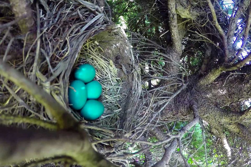 Video: Dieser Zeitraffer eines Vogelnestes endet anders als erhofft