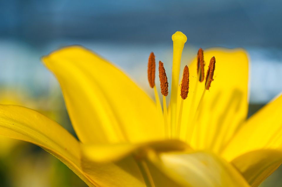 Gib mir fünf: Gräser- und Blütenpollen sind Schuld daran, wenn Allergikern im Frühling und Sommer die Nase und die Augen jucken Gib mir fünf: Gräser- und Blütenpollen sind Schuld daran, wenn Allergikern im Frühling und Sommer die Nase und die Augen jucken