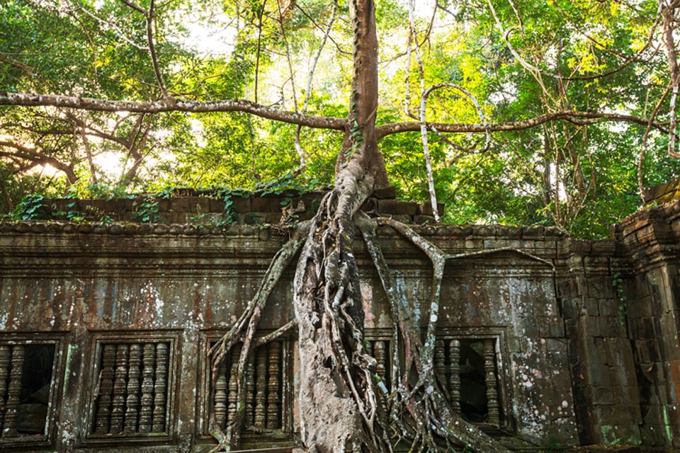 Religion: Nachdem im 15. Jahrhundert die Menschen Angkor verlassen, verschlingt der Urwald die Stadt. Noch heute überwuchern Würgefeigen viele Gebäude, so wie diesen Tempel