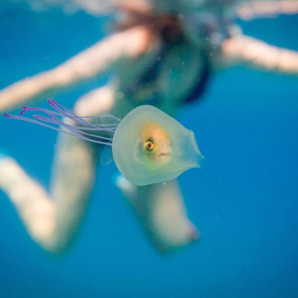 Seltene Aufnahme: Qualle verschluckt Fisch