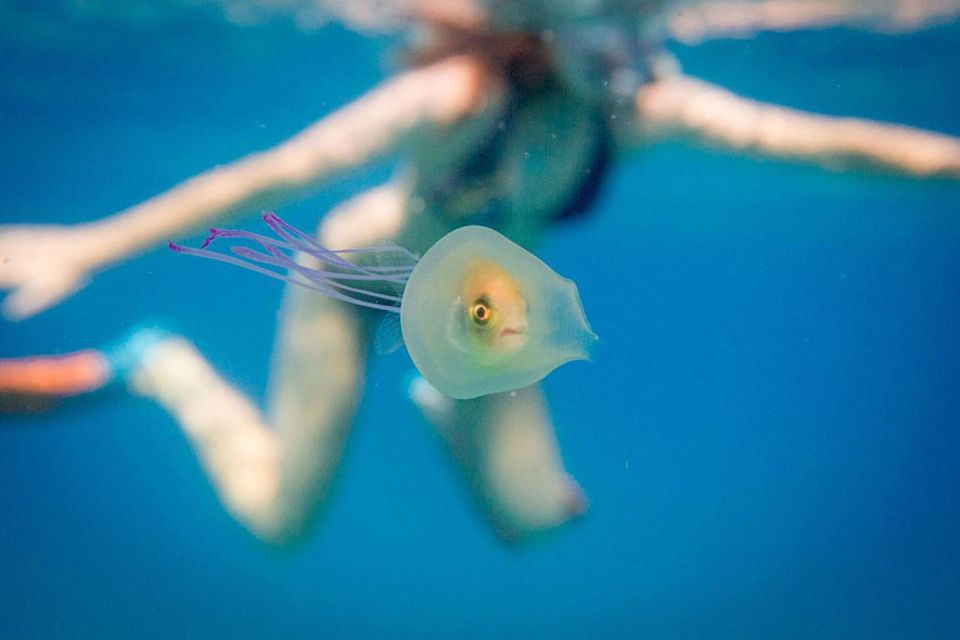 Seltene Aufnahme: Leicht verdutzt guckt der kleine Fisch in die Kamera: er ist in der Qualle gefangen