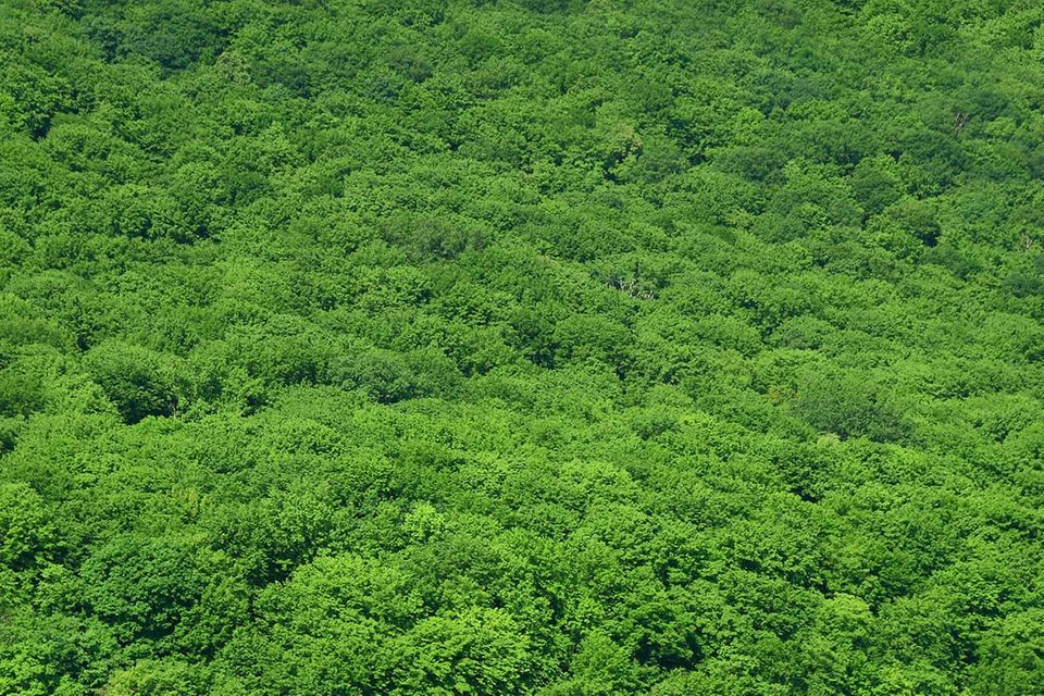 Vorstoß zum Schutz des Regenwaldes: So will Norwegen "abholzungsfrei" werden