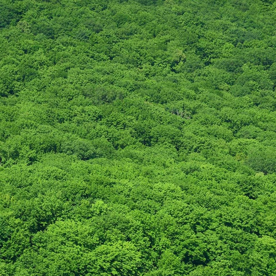 Vorstoß zum Schutz des Regenwaldes: So will Norwegen "abholzungsfrei" werden
