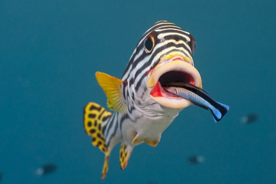 Klug und empfindsam: Putzerfische können sich "Kunden" merken